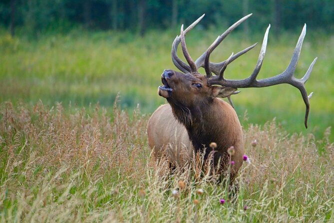 3/4 Day Rocky Mountain NP Mountain to Sky+Bear Lake Rd Tour - RMNPhotographer - Key Points