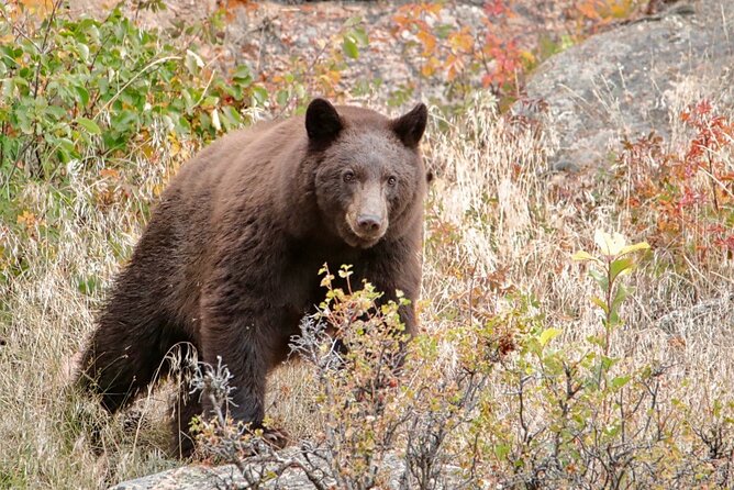3/4 Day Rocky Mountain NP Mountain to Sky+Bear Lake Rd Tour - RMNPhotographer - Inclusions and Accessibility