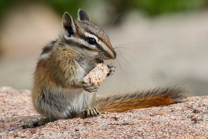 3/4 Day Rocky Mountain NP Mountain to Sky+Bear Lake Rd Tour - RMNPhotographer - Tour Experience and Highlights