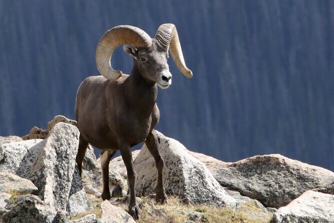 3/4 Day Rocky Mountain NP Mountain to Sky+Bear Lake Rd Tour - RMNPhotographer - Guides: Marcos and Mike