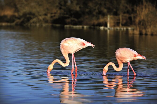3.5 Hour Camargue 4x4 Safari From Le Grau-Du-Roi - Key Points