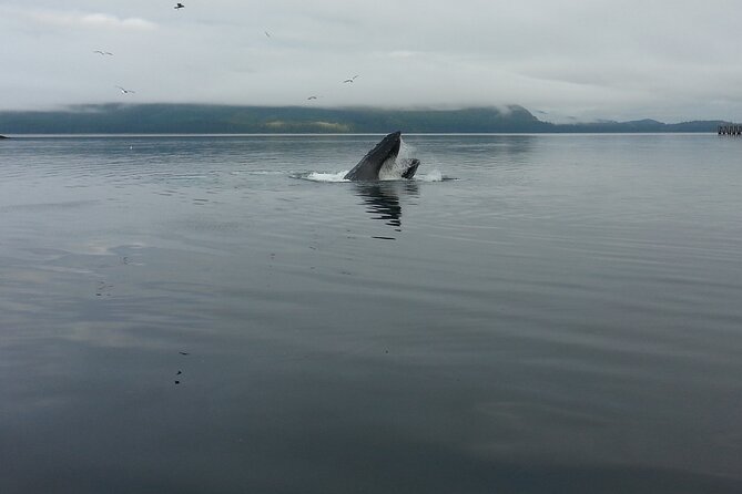 3.5 Hour Crowd-Skipping Whale Tour in Juneau Alaska - Safety and Accessibility