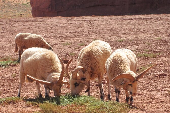 3.5 Hours of Monument Valleys Cultural 4×4 Tour - Navajo Culture and Demonstrations