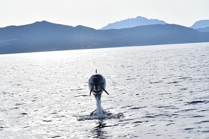 3 and a Half Hours Snorkeling and Dolphin Watching in Figarolo - Guided Insights