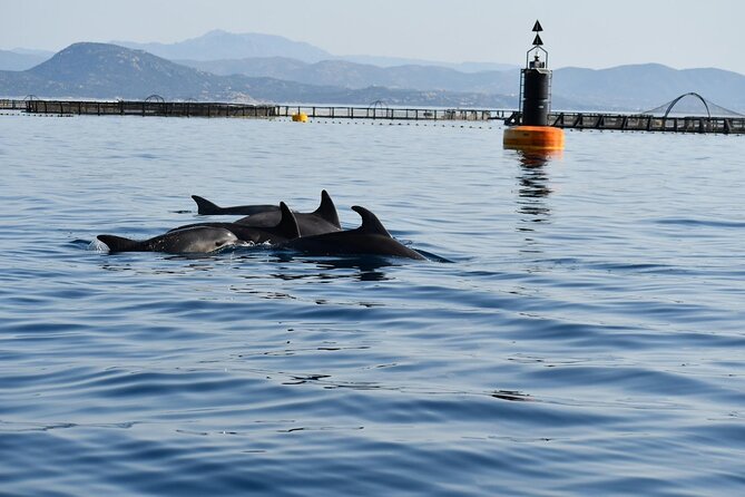 3 and a Half Hours Snorkeling and Dolphin Watching in Figarolo - Accessibility and Restrictions