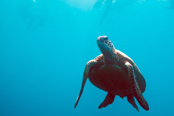 3 Day & 2 Night Whitsunday Islands Maxi Sailing Adventure on Broomstick - Meals and Dining