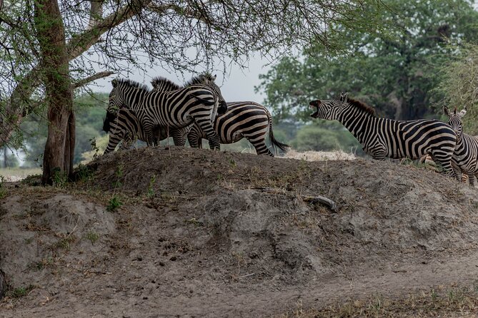 3-Day / 2 Nights Group Safari Serengeti & Ngorongoro Crater - Meeting and Pickup Details