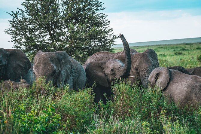3-Day / 2 Nights Group Safari Serengeti & Ngorongoro Crater - Glowing Guest Reviews