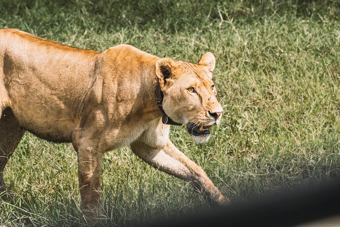 3-Day / 2 Nights Group Safari Serengeti & Ngorongoro Crater - Exploring the Serengeti