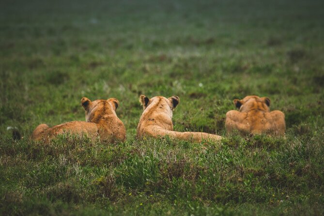 3-Day / 2 Nights Group Safari Serengeti & Ngorongoro Crater - Preparing for the Adventure