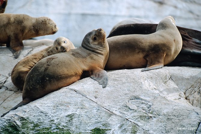 3-Day Adventure Tour of Ushuaia: Hiking, Canoeing and Sailing at the End of the World - Day 3: Beagle Channel Cruise