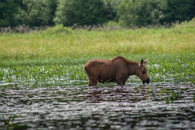 3-Day Algonquin Park Canoe Trip - Leisure Activities
