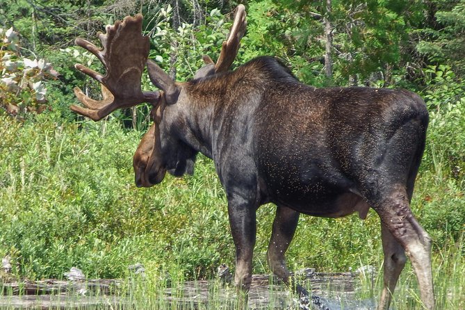 3 Day Algonquin Park Canoe Trip - Moose & Beaver Safari - Meeting and Pickup