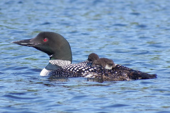 3 Day Algonquin Park Canoe Trip - Moose & Beaver Safari - Group Size and Accessibility