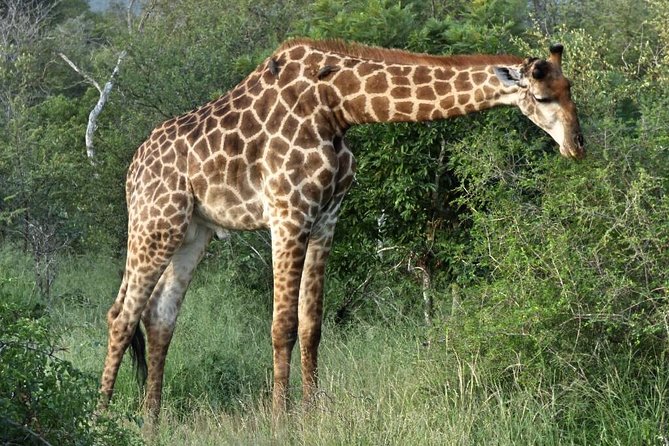 3 Day All Incl. Private Kruger Park Safari Incl. Transfer From Johannesburg - Pricing and Inclusions