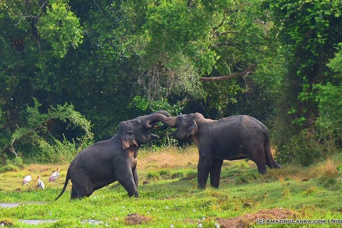 3-Day All Inclusive Luxury Mobile Camping in Wasgamuwa National Park - Immersive Safari Adventure