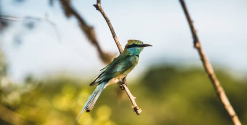 3-Day All Inclusive Wildlife Tour in Belihuloya & Yala - Day 3: Yala to Galle