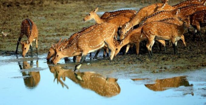 3-Day All Inclusive Wildlife Tour in Belihuloya & Yala - Accommodation and Meals
