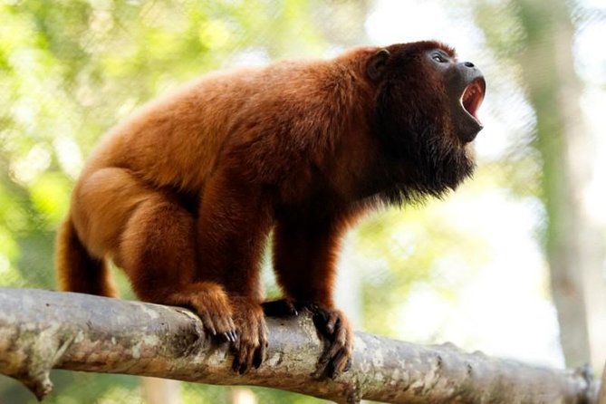3-Day Amazon From Puerto Maldonado With Eco Lodge Accommodation - Reviews and Feedback
