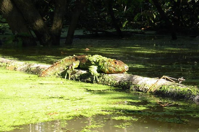 3-Day Amazon Jungle Adventure From Iquitos - Meals and Dietary Considerations