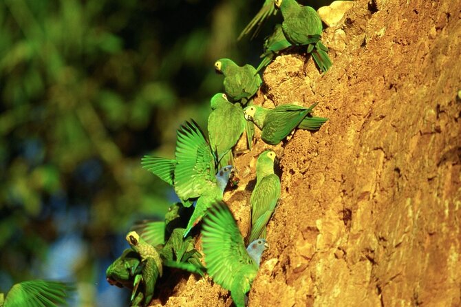 3 Day Amazon Jungle at Refugio Amazonas Lodge - Key Points
