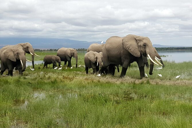 3-Day Amboseli National Park Safari Tour - Key Points