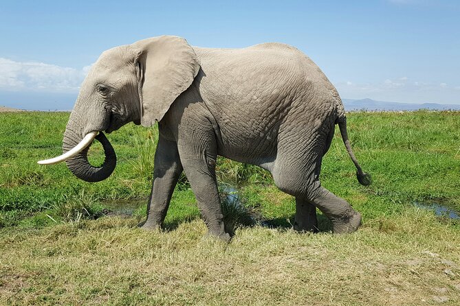 3-Day Amboseli National Park Safari Tour - Customer Reviews and Testimonials