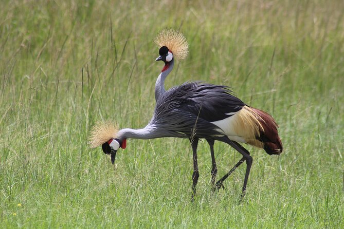 3-Day Amboseli National Reserve Safari From Nairobi - Accommodation and Dining Experiences