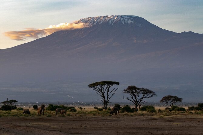 3-Day Amboseli Safari From Nairobi - Reviews and Pricing