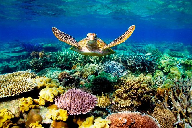 3-Day Best of Cairns Combo: The Daintree Rainforest, Great Barrier Reef, and Kuranda - Customer Feedback and Recommendations