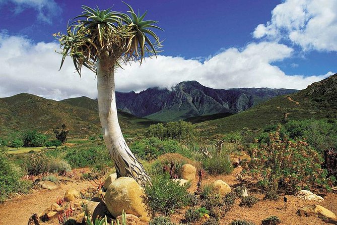 3 Day Big 5 and Bungee Tour - Garden Route Small Group Tour From Cape Town - Accommodation and Meals