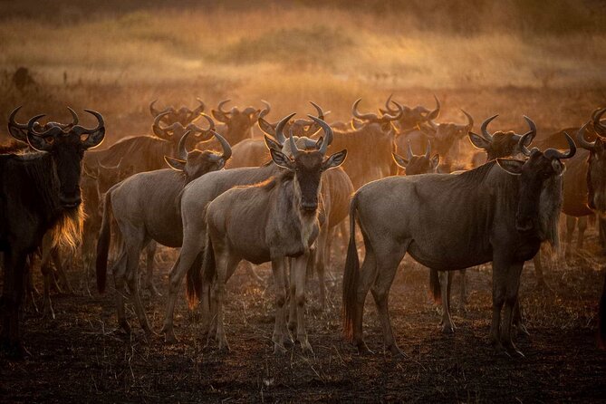 3-Day Camping Safari Tarangire, Lake Manyara & Ngorongoro Crater - Inclusions