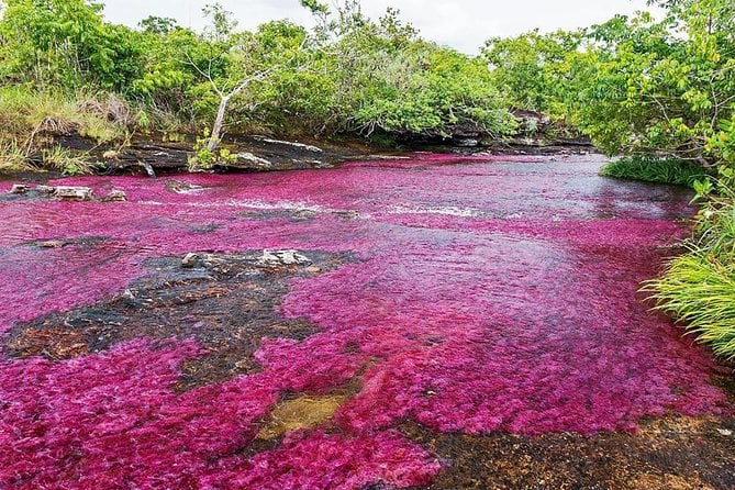 3-Day Caño Cristales (Rainbow River) From Bogotá - Natural Beauty of Caño Cristales