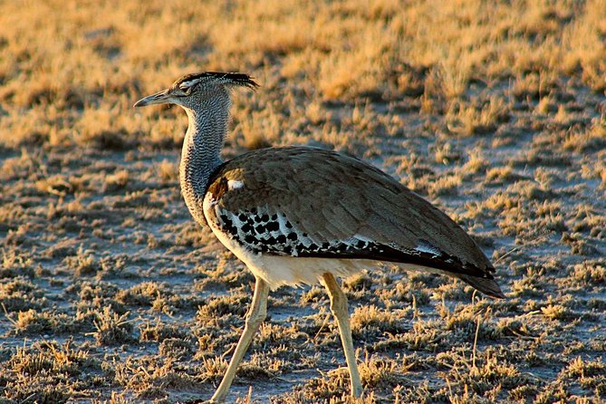 3 Day Central Kalahari Game Reserve Safari Tour - Pickup and Meeting Details