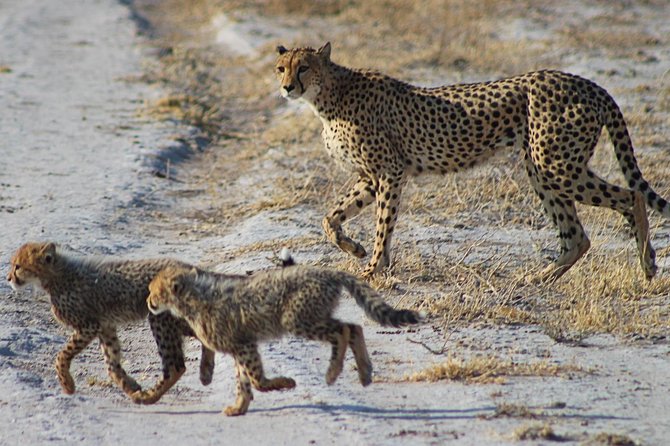 3 Day Central Kalahari Game Reserve Safari Tour - Accommodation Details
