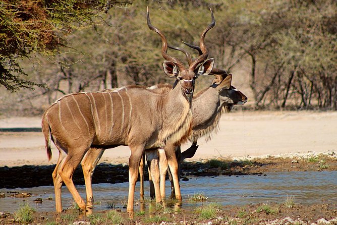 3 Day Central Kalahari Game Reserve Safari Tour - Safari Activities