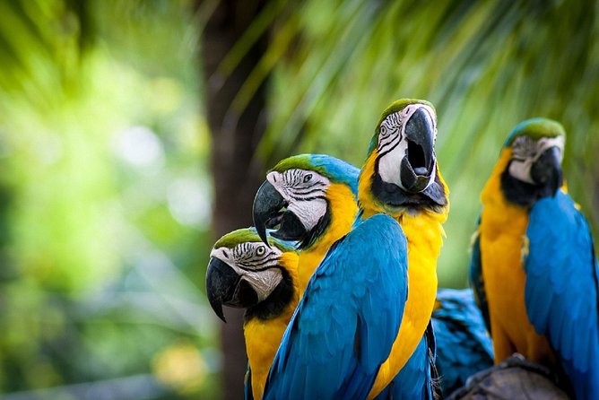 3-Day Charms of the Amazon Jungle in Tambopata - Key Points