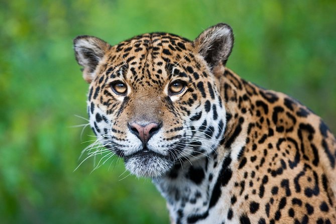3-Day Charms of the Amazon Jungle in Tambopata - Day 1: Arrival and Exploration