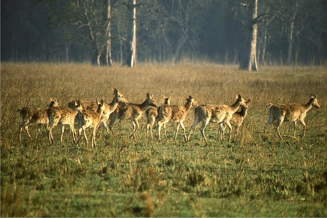 3 Day Chitwan Jungle Exploration Tour From Pokhara - Accommodation Arrangements