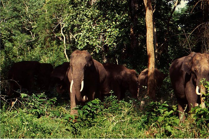 3 Day Chitwan Jungle Exploration Tour From Pokhara - Dining and Meals