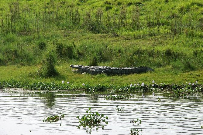 3 Day Chitwan Jungle Exploration Tour From Pokhara - Tour Highlights