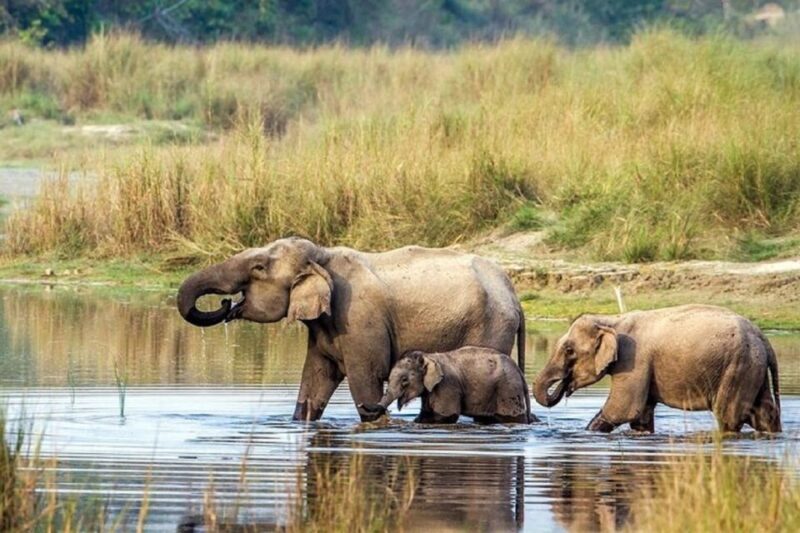 3-Day Chitwan Jungle Safari Adventure From Kathmandu/Pokhara - Key Points