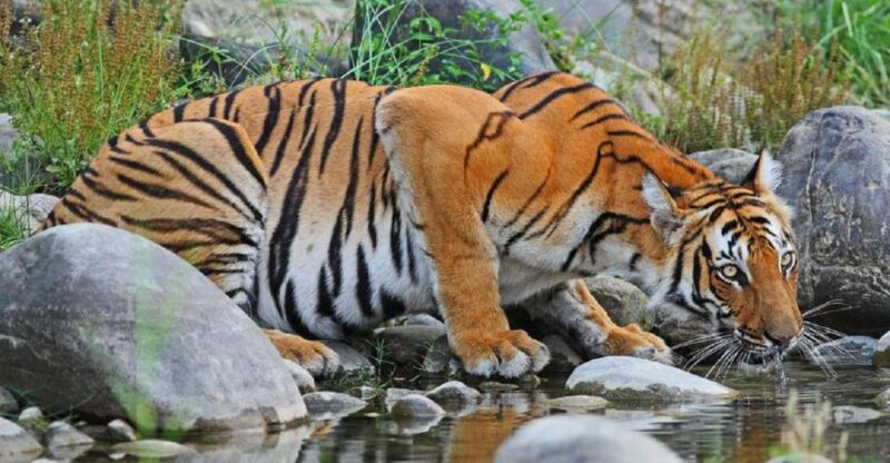 3-Day Chitwan Jungle Safari Adventure From Kathmandu/Pokhara - Detailed Itinerary and Activities