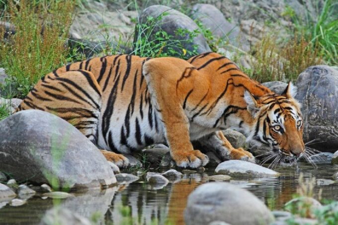3-Day Chitwan Jungle Safari Adventure From Kathmandu/Pokhara - Accommodation and Meal Inclusions