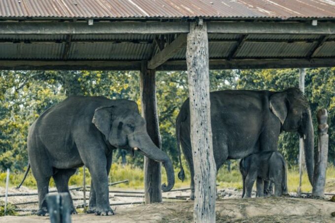 3-Day Chitwan Jungle Safari Adventure From Kathmandu/Pokhara - Customer Testimonials and Feedback