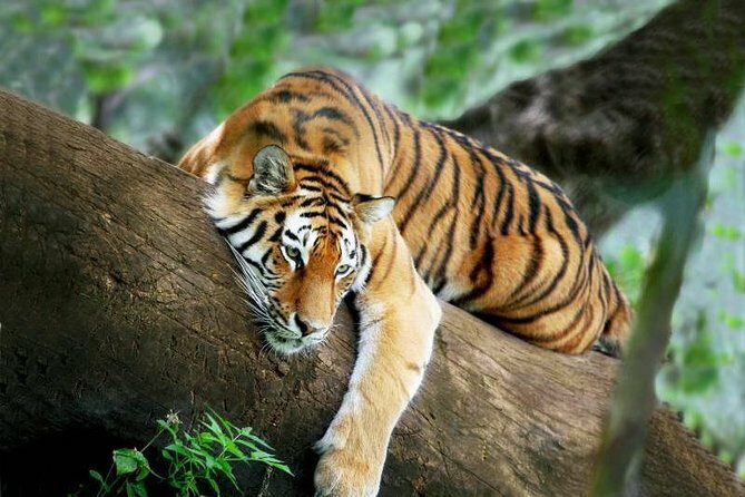 3-Day Chitwan Jungle Safari from Kathmandu  All-Inclusive Tour - Introduction
