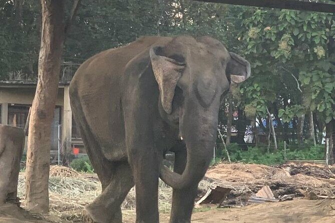 3-Day Chitwan Jungle Safari from Kathmandu  All-Inclusive Tour - Transportation, Logistics, and Practical Tips