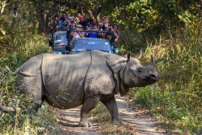 3-Day Chitwan National Park Jungle Safari Tour Package With Pick up - Wildlife Encounters