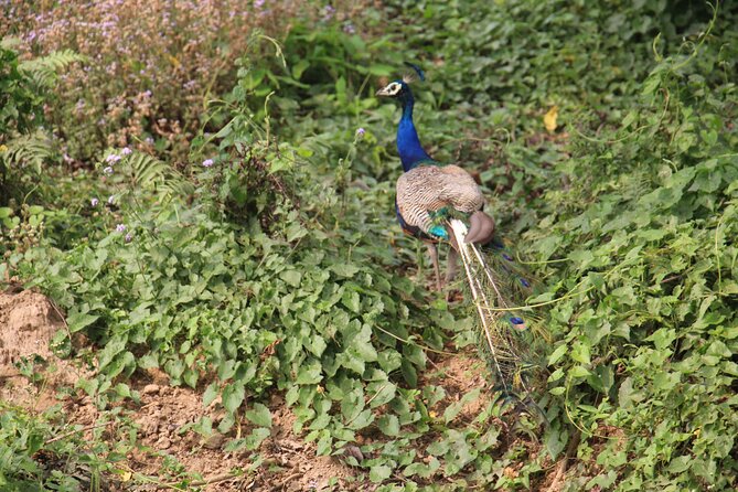 3-Day Chitwan National Park Jungle Safari Tour Package With Pick up - Inclusions and Exclusions