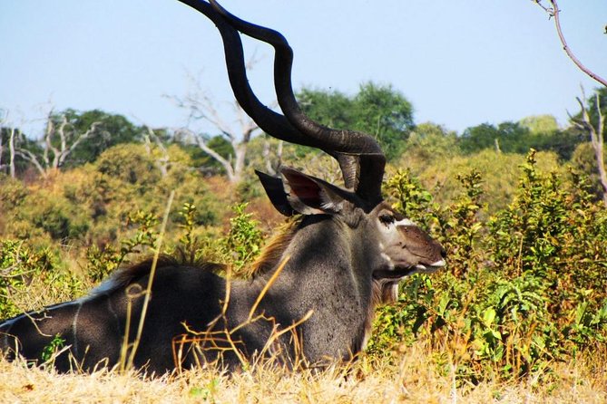 3 Day Chobe National Park Camping Safari - Key Points
